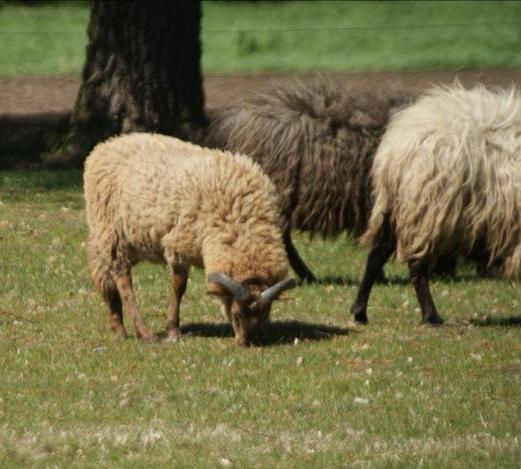 2 drends heideschapen ram, Dieren en Toebehoren, Schapen, Geiten en Varkens, Mannelijk, Schaap, 0 tot 2 jaar