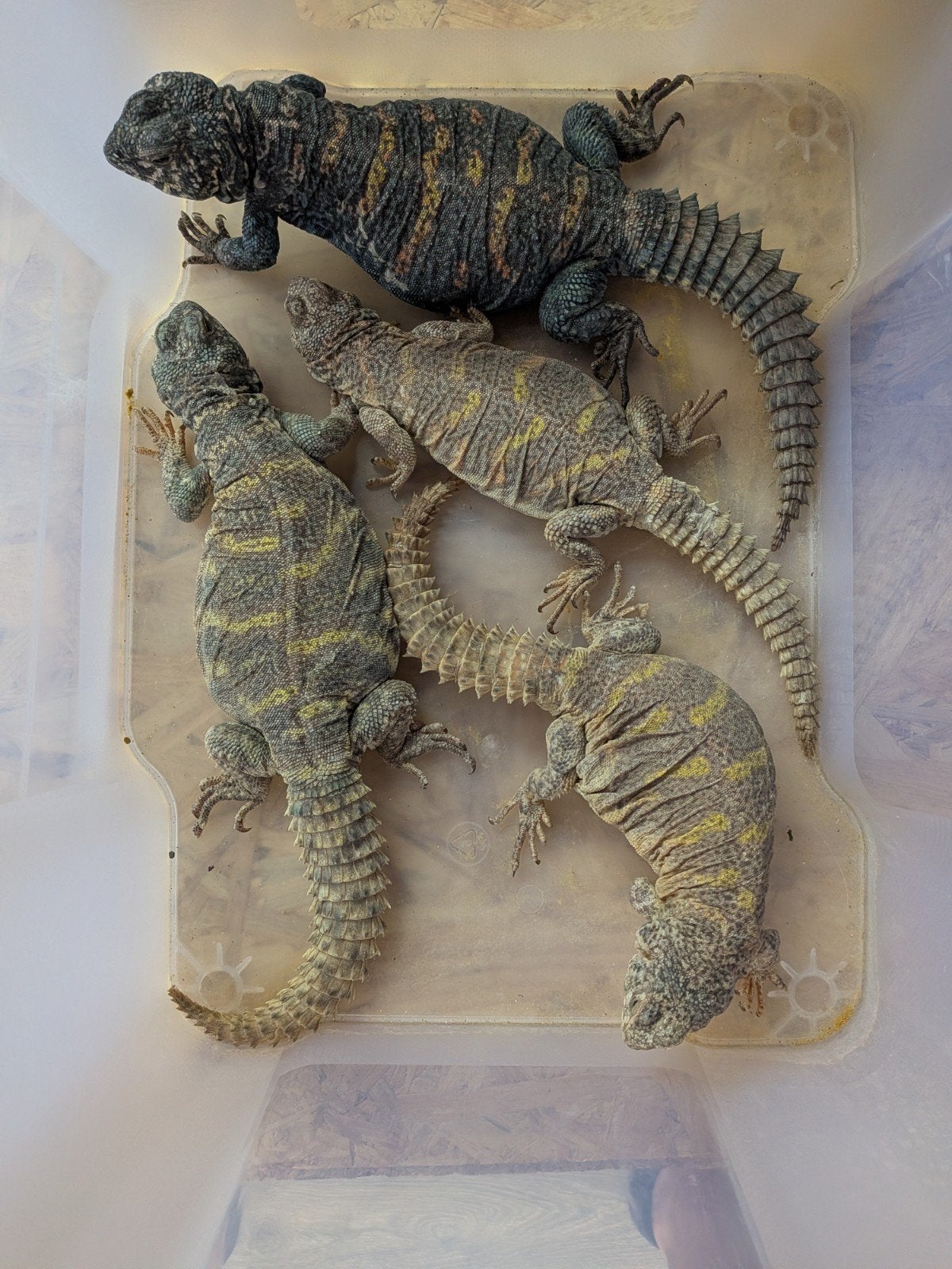 uromastyx, xenagama Taylori, pogona vitticeps Bearded Dragon photo 17