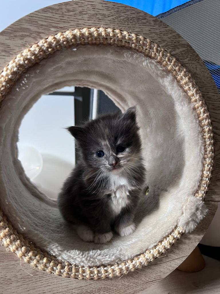 Maine Coon kittens, Dieren en Toebehoren, Meerdere dieren, Ontwormd