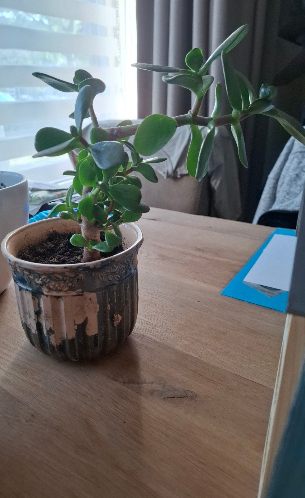 vetplantjes, Ophalen, Overige soorten, Volle zon