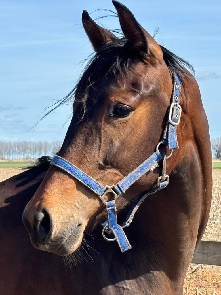 Dressuur merrie, Dieren en Toebehoren, Merrie, 160 tot 165 cm, Dressuurpaard, 0 tot 2 jaar