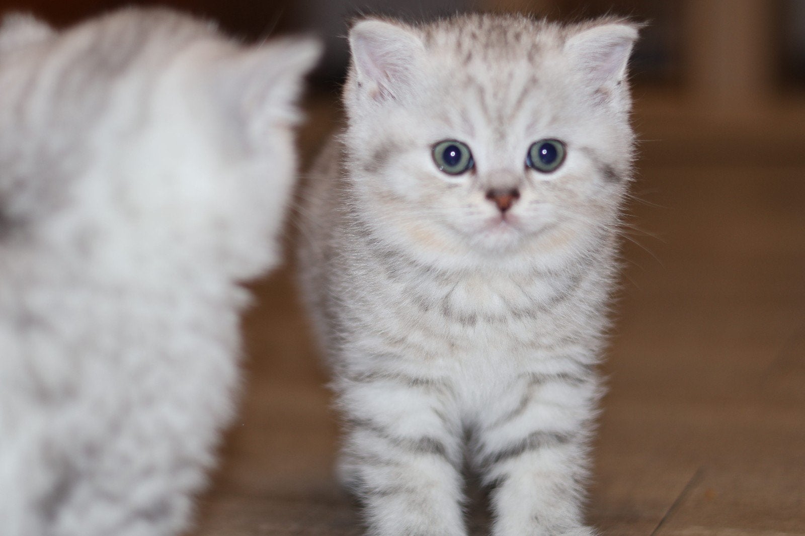 Britse korthaar kitten, Dieren en Toebehoren, Katten en Kittens | Raskatten | Korthaar, Meerdere dieren, Ontwormd, 0 tot 2 jaar