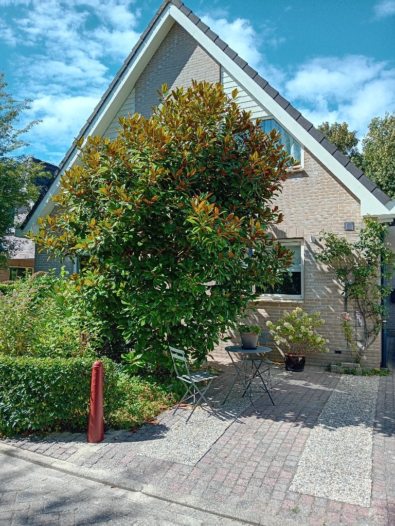 Magnolia Grandiflora, groenblijvend,  grote witte bloemen, Ophalen, Gebruikt