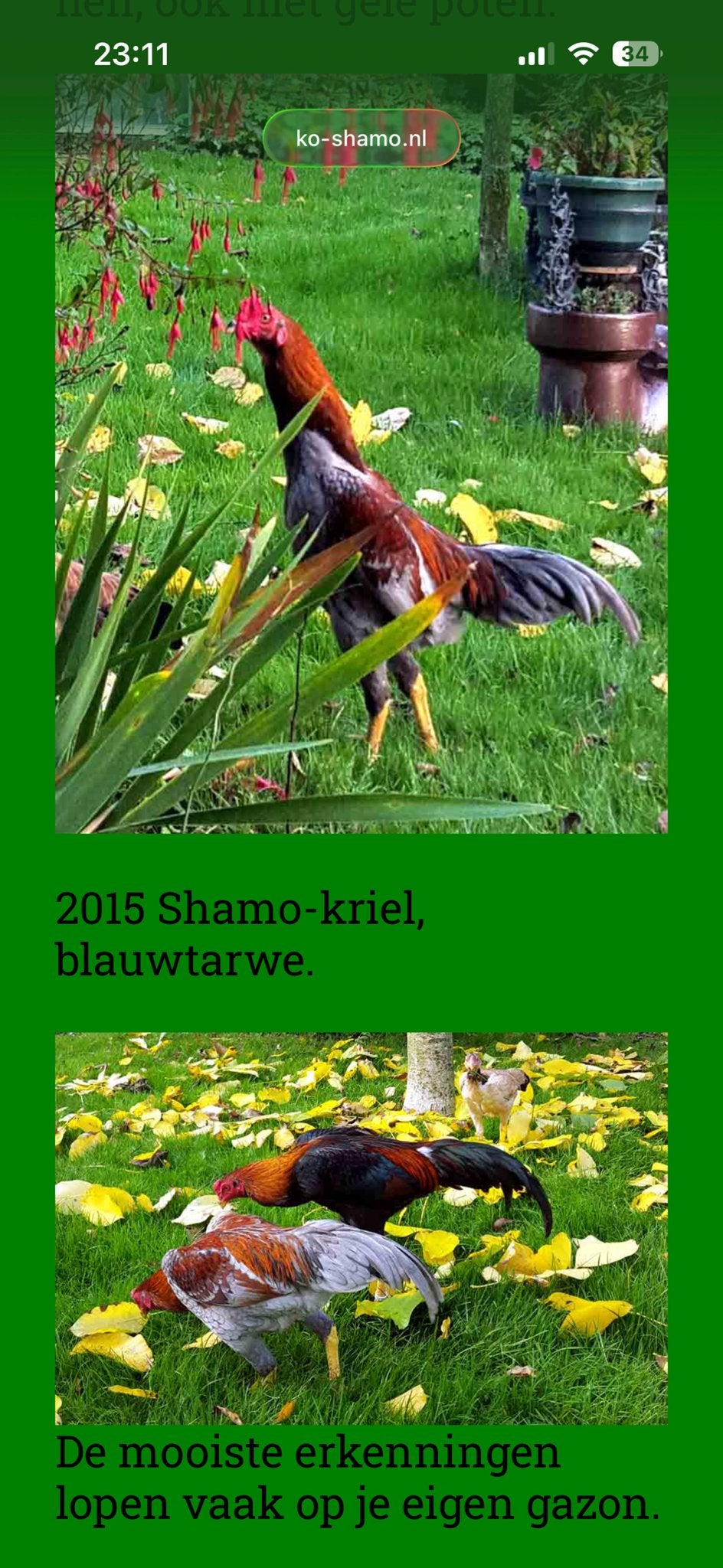 KRIEL shamo, Dieren en Toebehoren, Pluimvee, Kip, Mannelijk