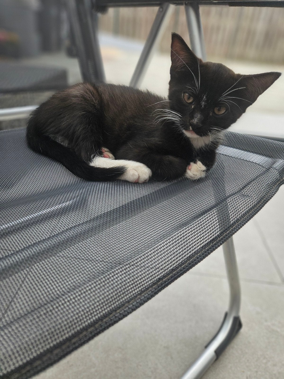 Fijne huisje gezocht voor kittens!, Dieren en Toebehoren, Katten en Kittens | Raskatten | Langhaar, Poes