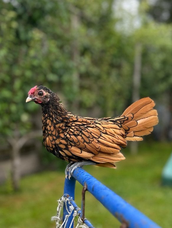 Jonge Sebright hanen gratis, Meerdere dieren, Kip