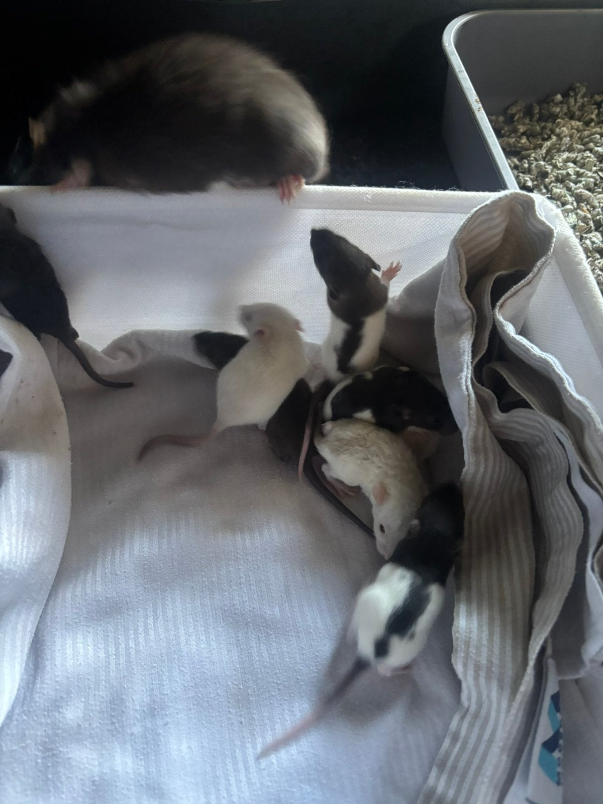 Baby ratjes/rittens te koop, Rat, Meerdere dieren, Tam, September