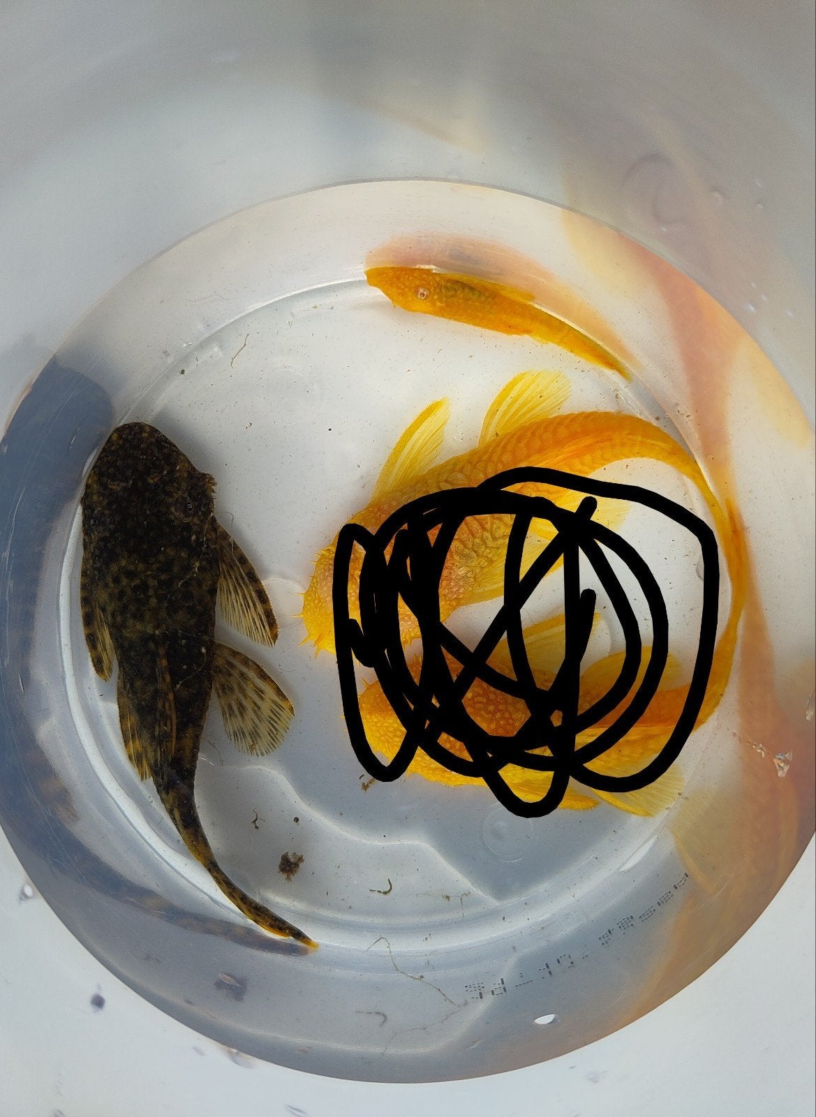 2 Albino  algeneters en 1 bruine algeneter, Vis