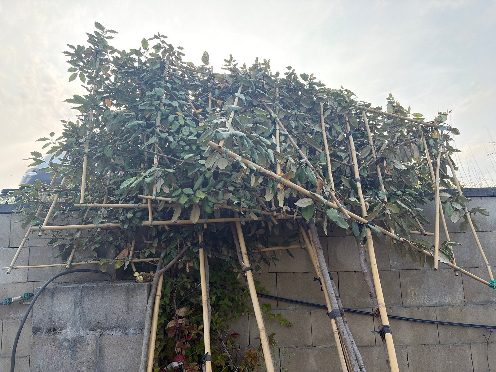 Eleagnus Leiboom Wintergroen - 2m stamhoogte, 8-10cm omtrek, Leiboom, 100 tot 250 cm, Ophalen, Volle zon