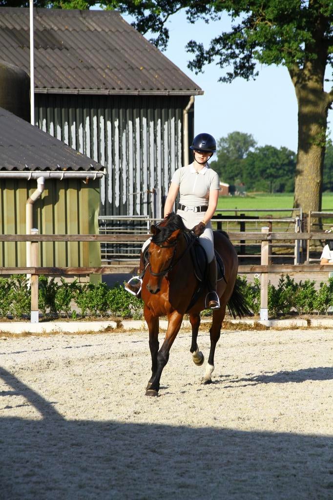 Fanatieke ruiter opzoek naar een bijrijd paard, Ophalen of Verzenden, Nieuw