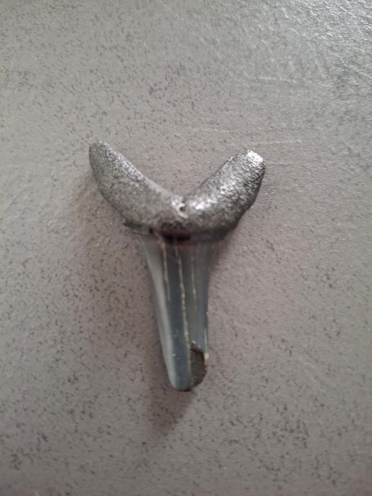 Te koop fossiele haaientand 3,5 bij 3 centimeter, Ophalen of Verzenden, Fossiel
