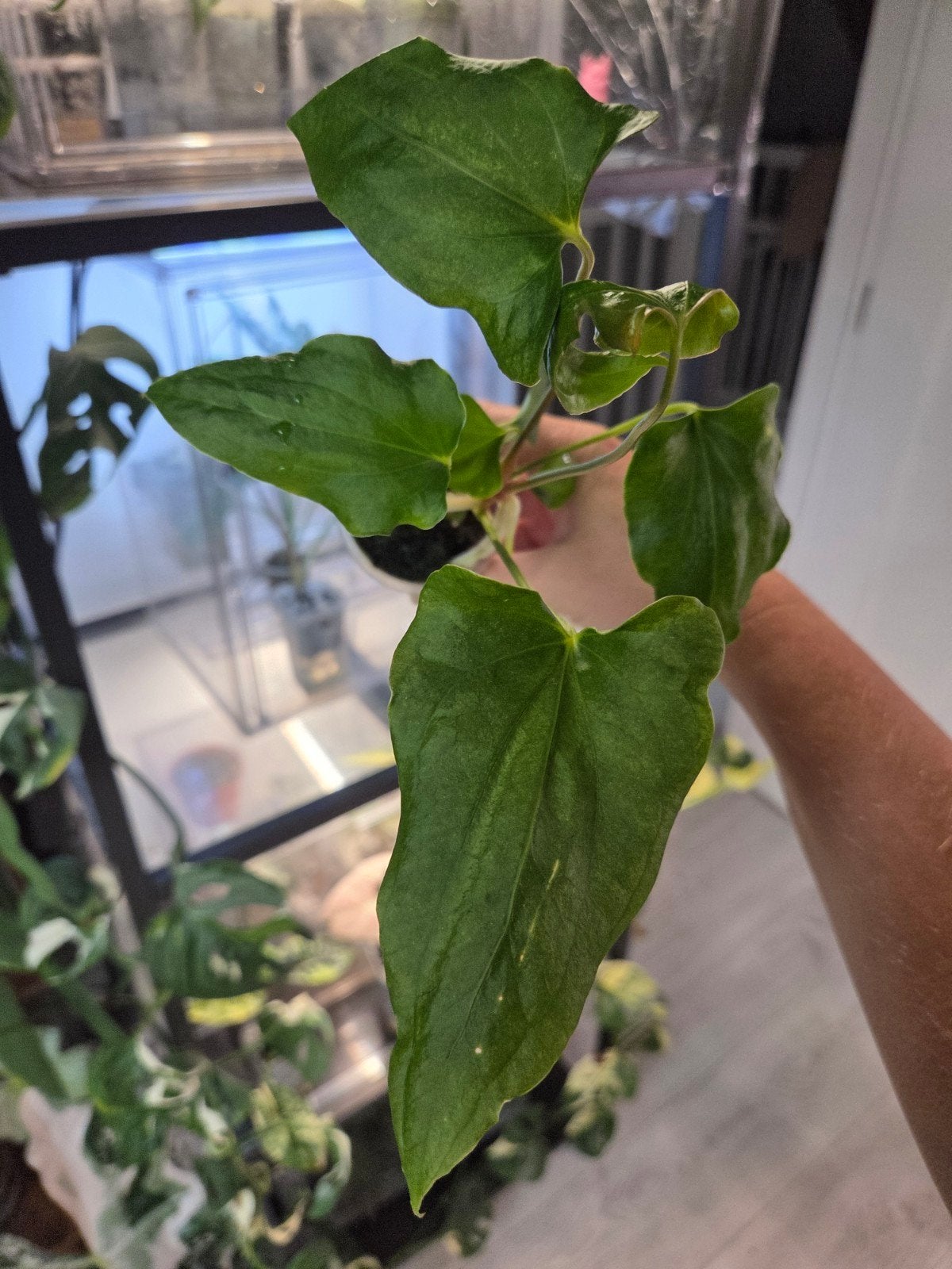 anthurium indo portillae x X-one, Overige soorten