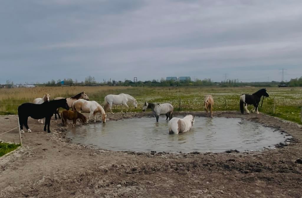 Pensioen, Opfok & Pension op een ruime paddock paradise, Dieren en Toebehoren, Opfok, 4 paarden of pony's of meer