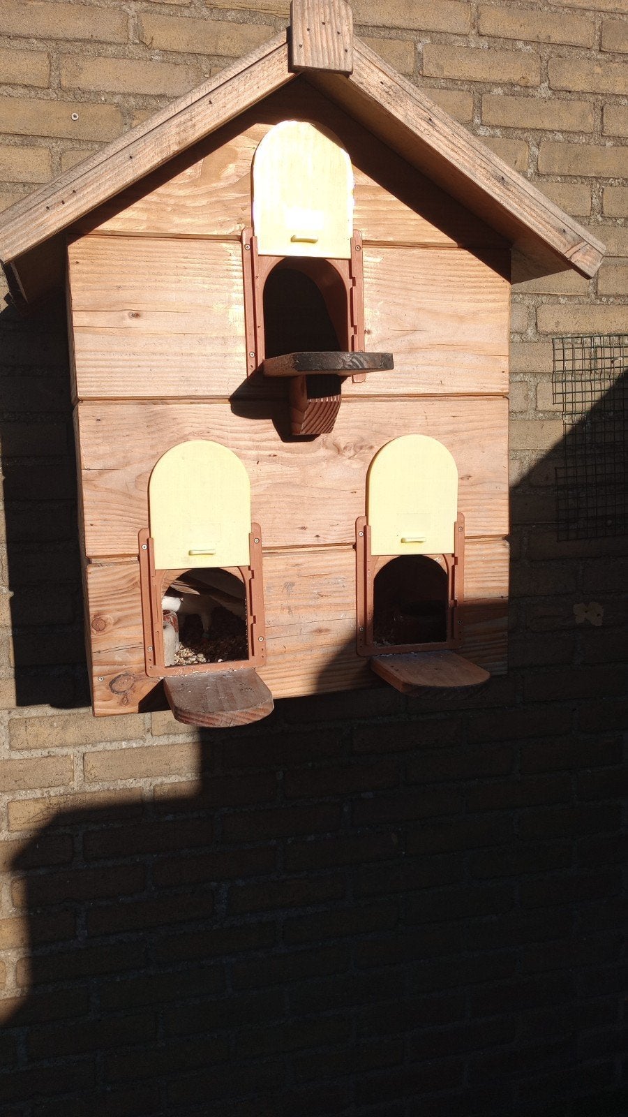 Duiventil plus duiven, Ophalen, Hout, Broedkooi of Kweekkooi