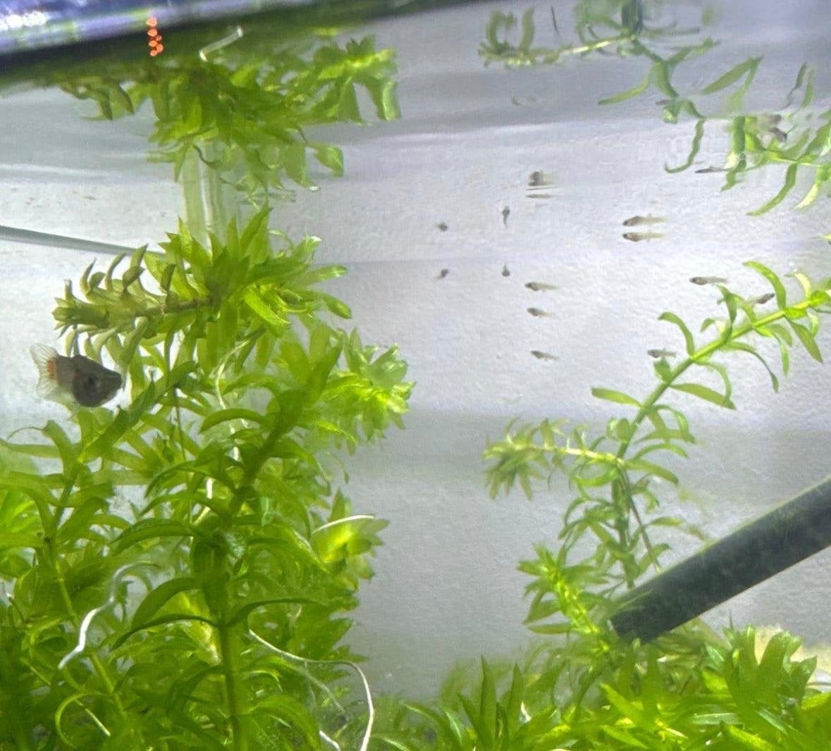 Baby Guppy’s, Dieren en Toebehoren, Vis