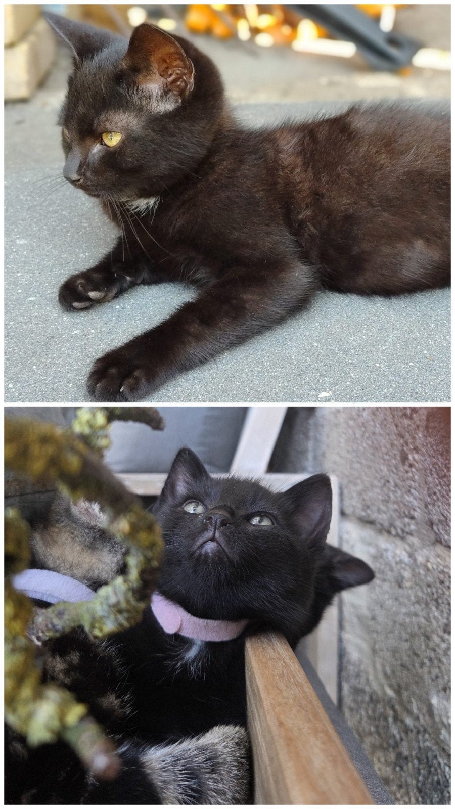 MOOIE KITTENS, Meerdere dieren