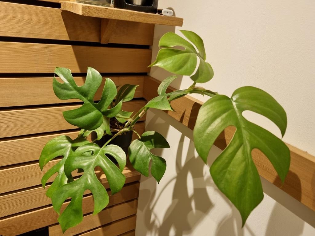 rhaphidophora tetrasperma stek, Huis en Inrichting, Kamerplanten, Ophalen of Verzenden, Halfschaduw, Minder dan 100 cm