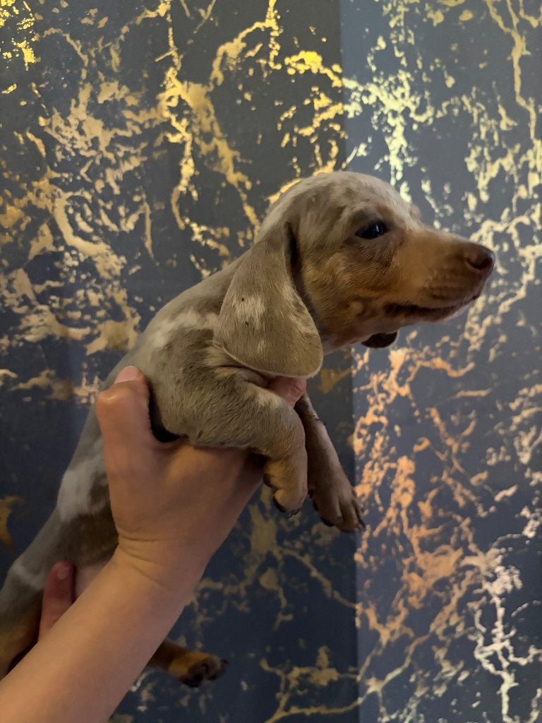Teckel pupjes, Dieren en Toebehoren, Honden | Teckels en Dashonden, België, Particulier, Reu, 8 tot 15 weken