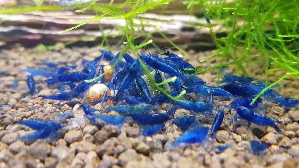 Zeer mooie Neocaridina “Blue Dream” garnalen, Dieren en Toebehoren, Kreeft, Krab of Garnaal
