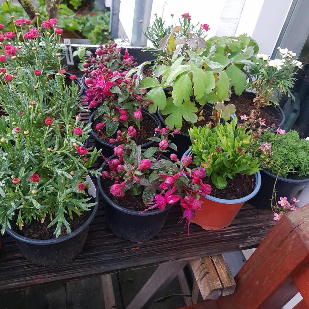 kraampje in de voor tuin met vaste tuinplanten en bloeiers, Tuin en Terras, Planten | Tuinplanten, Volle zon, Vaste plant, Zomer