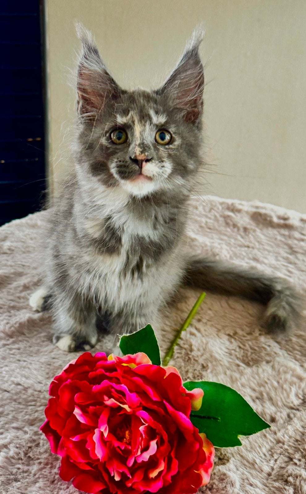Maine coon kitten met stamboom uit geteste ouders!, Poes, Met stamboom, 0 tot 2 jaar