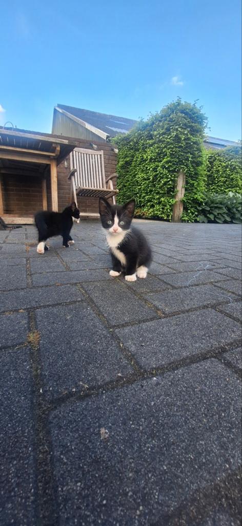 TAMME boerderij kittens, Dieren en Toebehoren, Katten en Kittens | Overige Katten, Meerdere dieren