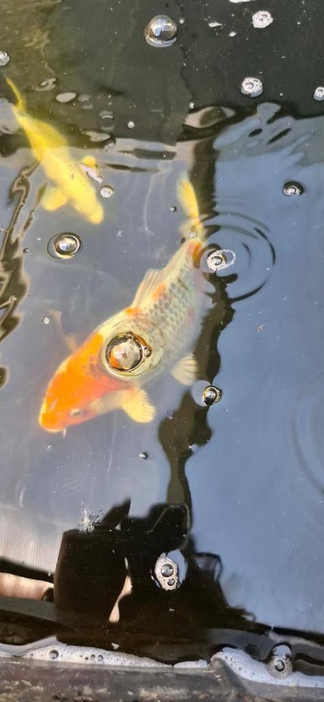 Koi karpers, Dieren en Toebehoren, Vissen | Vijvervissen, Karper of Koi