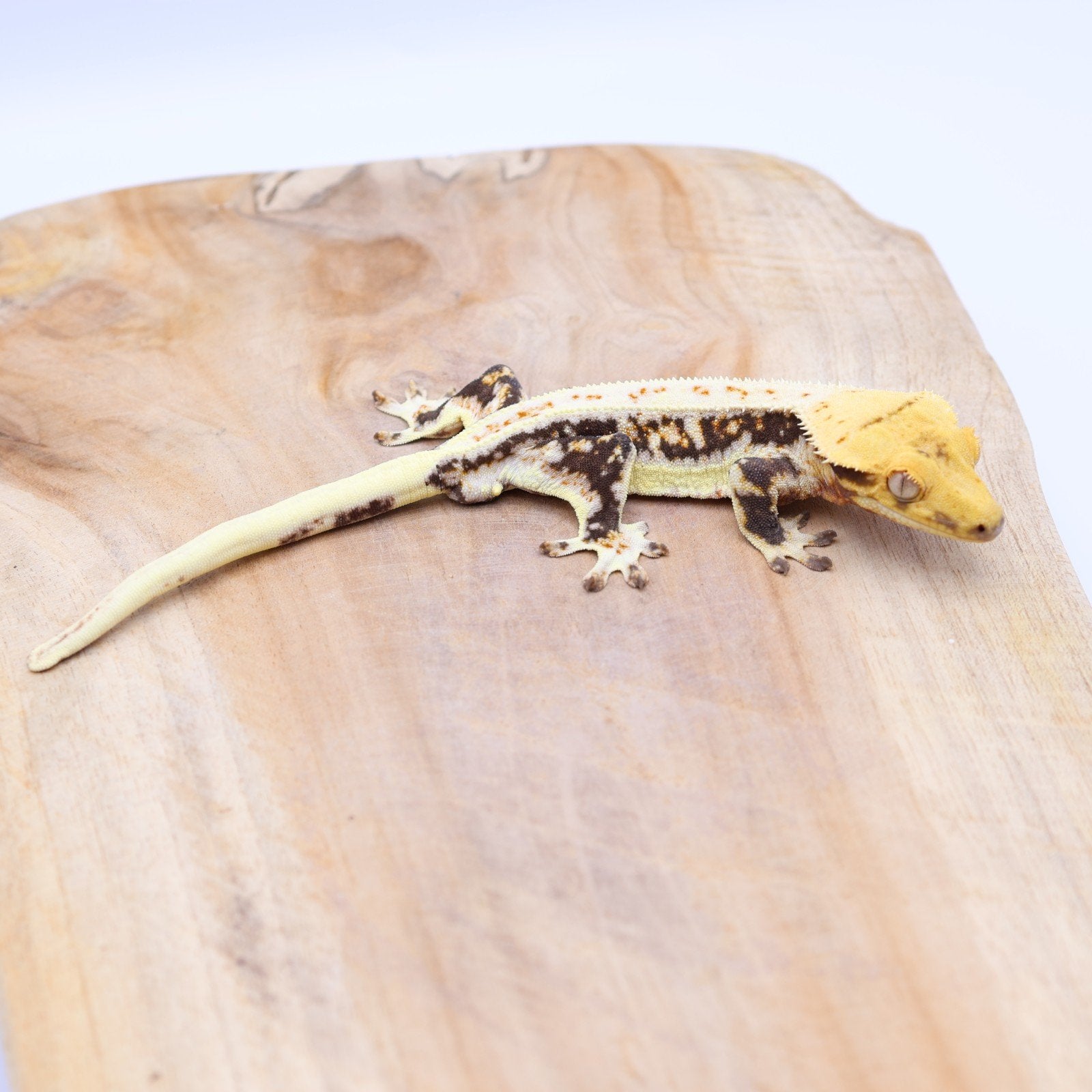 Correlophus ciliatus wimpergekko JOKERGECKOS 11, Dieren en Toebehoren, Hagedis, 0 tot 2 jaar