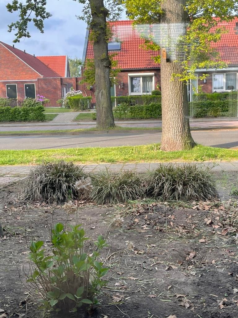 Bonte zegge planten, Tuin en Terras, Planten | Bomen, Ophalen, Bloeit niet, Halfschaduw, Overige soorten