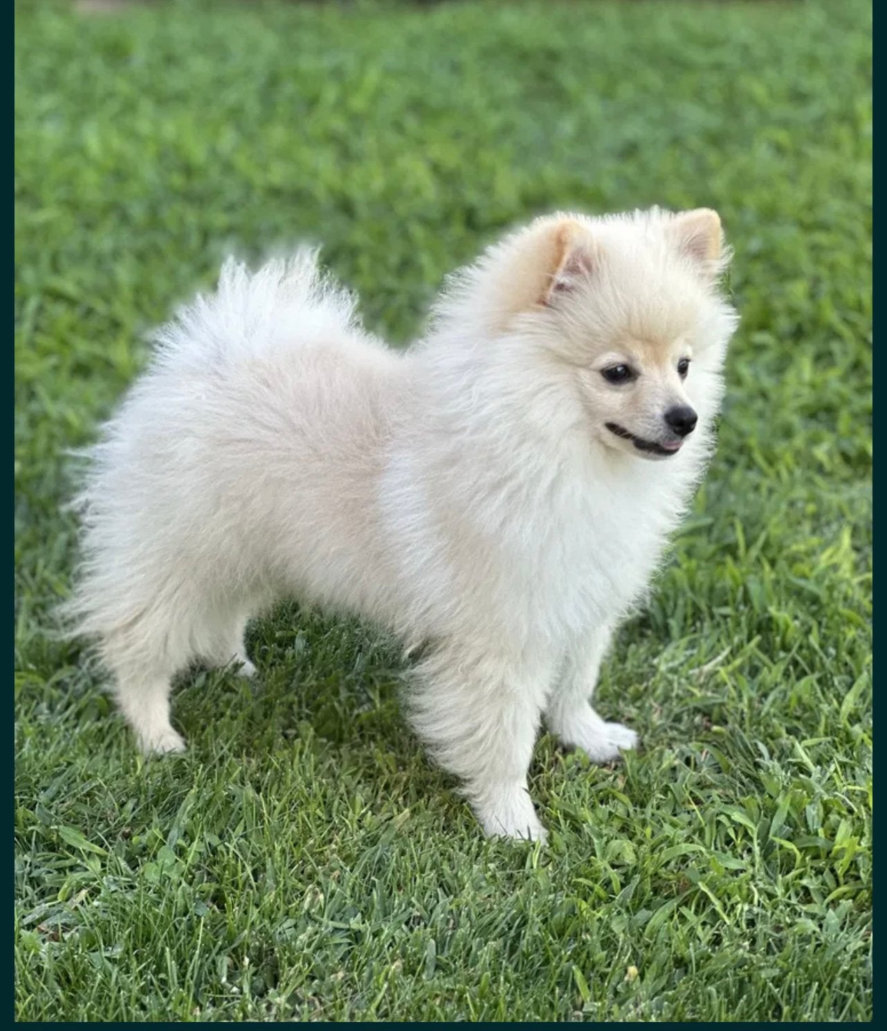 🐶Reu Pomeranian🐶, België, Particulier, Overige rassen, 8 tot 15 weken