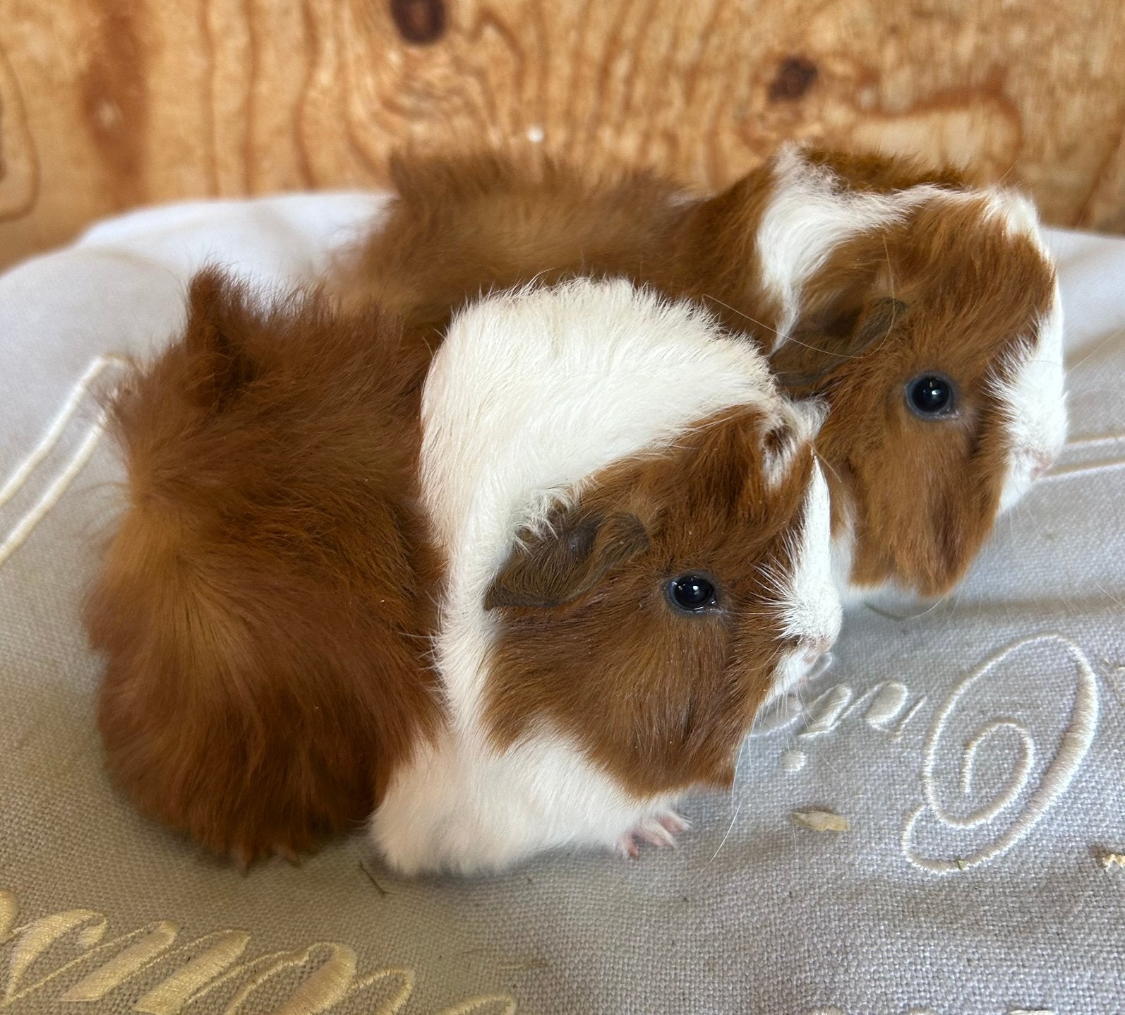 Twee jonge cavia mannetjes (peruvian x borstel), Augustus, Mannelijk, Cavia