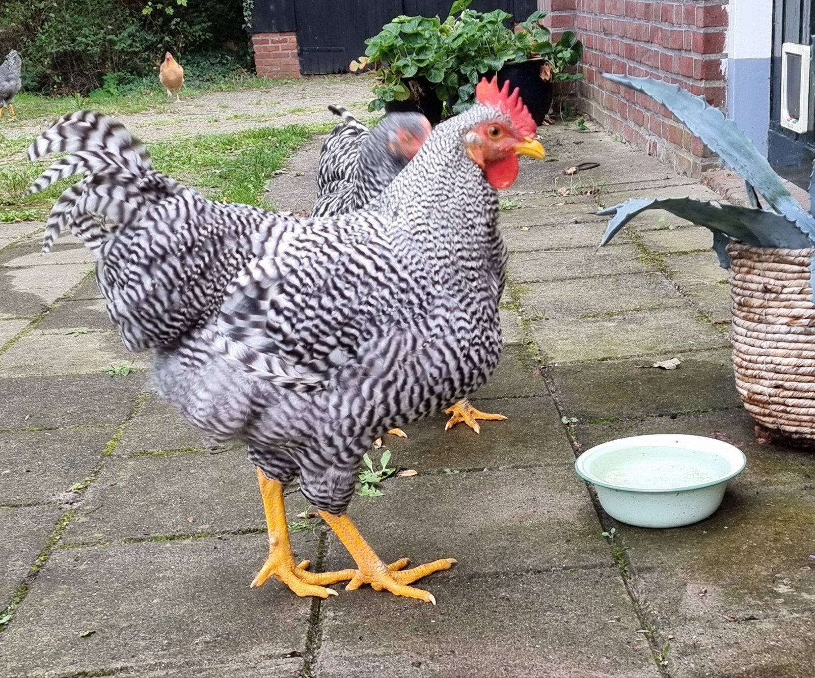 3 Amrock hanen te koop, Dieren en Toebehoren, Mannelijk, Kip