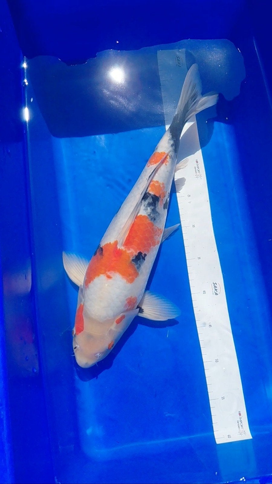 Koikarper showa +-45cm, Dieren en Toebehoren, Vissen | Vijvervissen, Karper of Koi