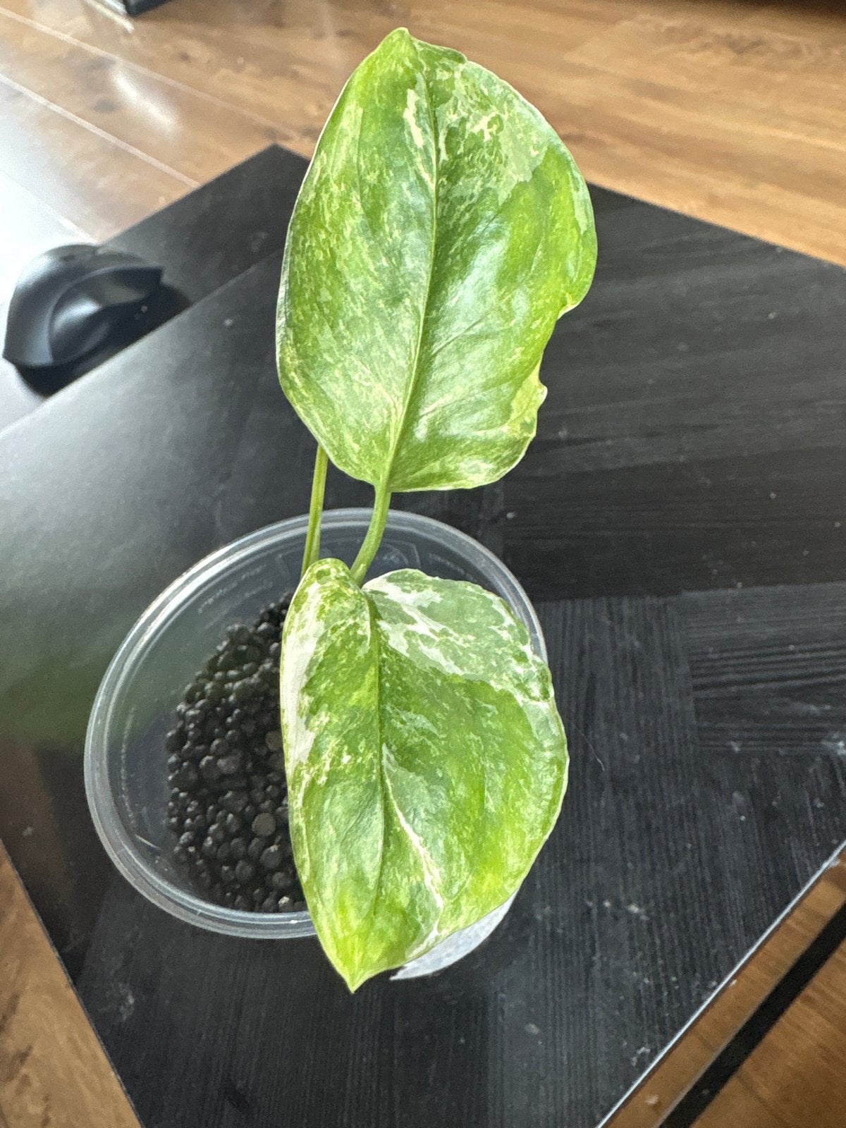 Monstera Lechleriana Variegata Hydroponisch Fluval, Vaste plant, Bloeit niet, Halfschaduw, Ophalen