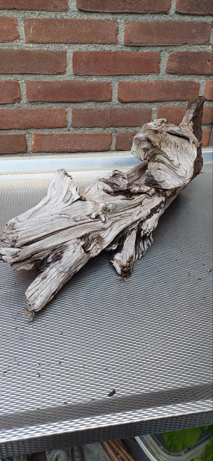 kienhout 53 cm lang, Ophalen, Plant(en), Steen of Hout