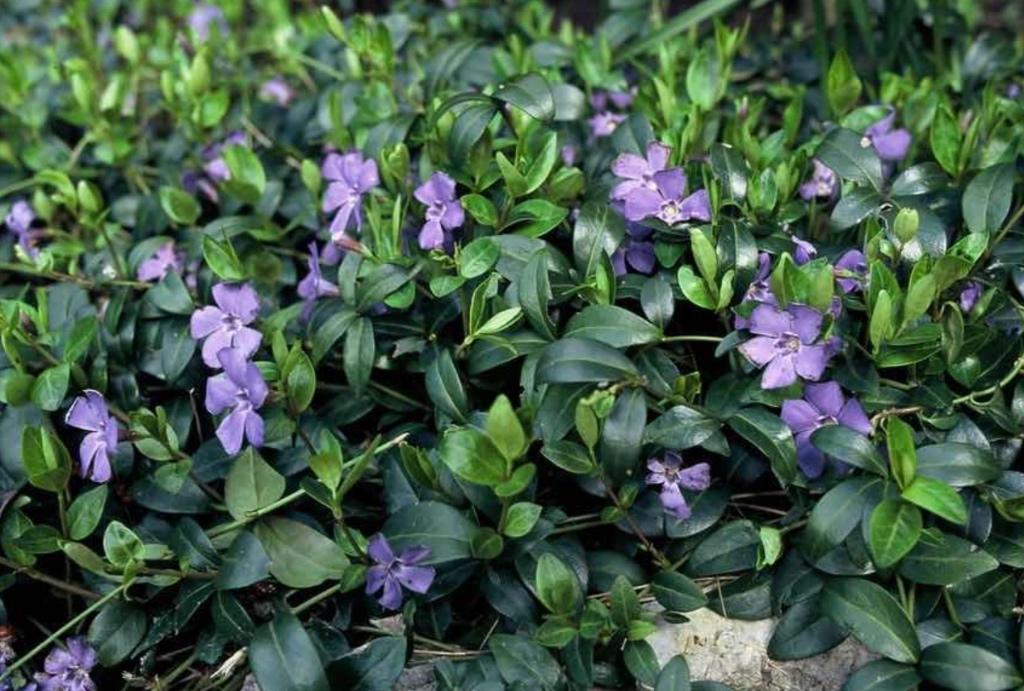 DIVERSE VASTE PLANTEN, Ophalen, Overige soorten, Volle zon