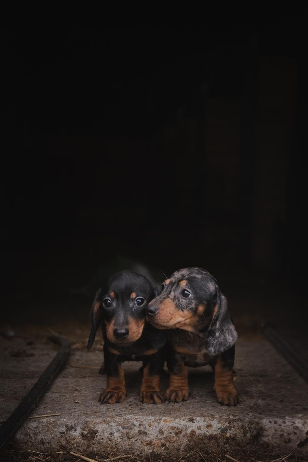 nog 1 kaninchen X dwergteckel pup!, Rabiës (hondsdolheid), 8 tot 15 weken, Meerdere, Nederland