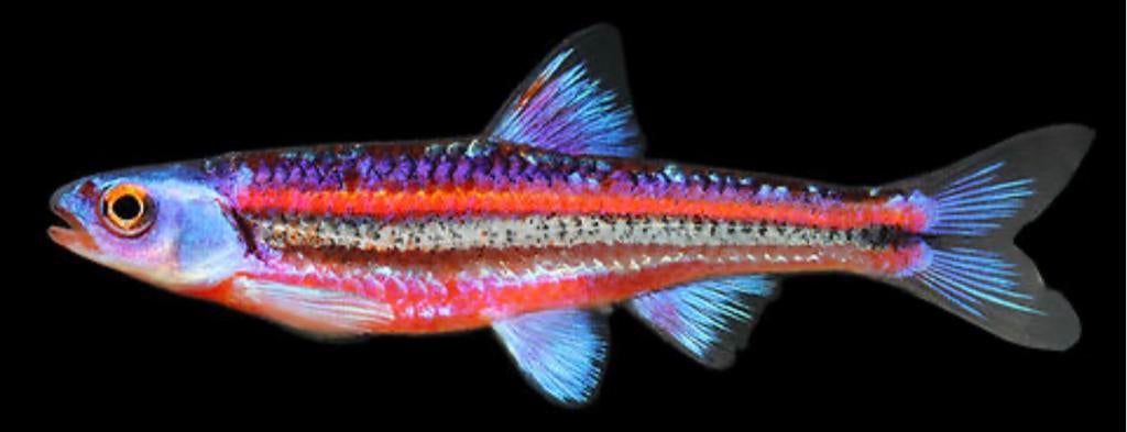 Elrits elritsen vis visje vijver goudvis aquarium rainbow, Dieren en Toebehoren, Vissen | Aquariumvissen, Vis