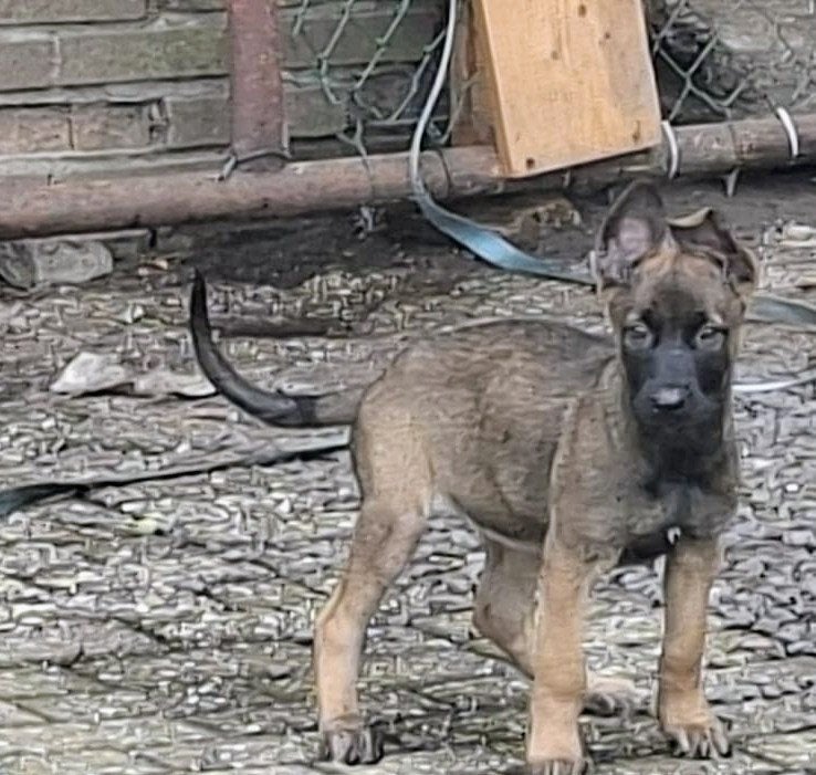 Mechelse herder pup, 8 tot 15 weken, Teef, Meerdere, Herder