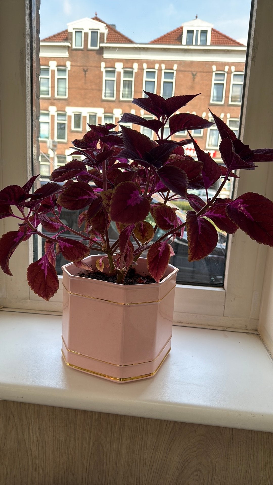 Prachtige siernetel plant, Ophalen, Halfschaduw, Minder dan 100 cm