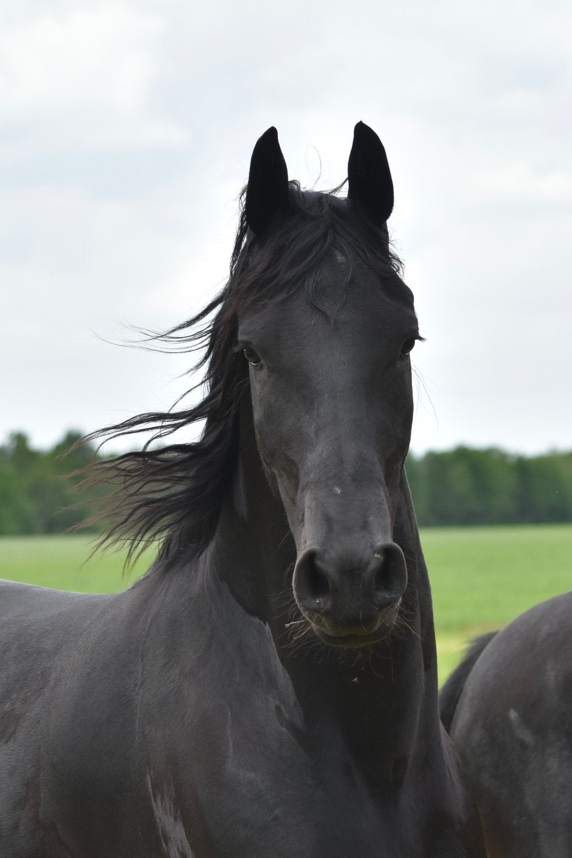 Friese vierjarige merrie en enter hengst, Dieren en Toebehoren, Paarden, 0 tot 2 jaar, 160 tot 165 cm, Meerdere dieren, Recreatiepaard
