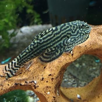 Sewellia lineolata, Dieren en Toebehoren, Vis