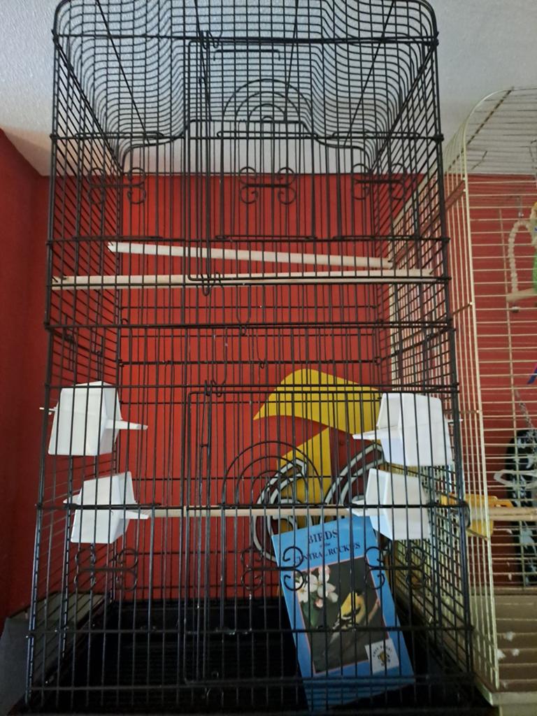 Vogel groot zwart als nieuw, Ophalen