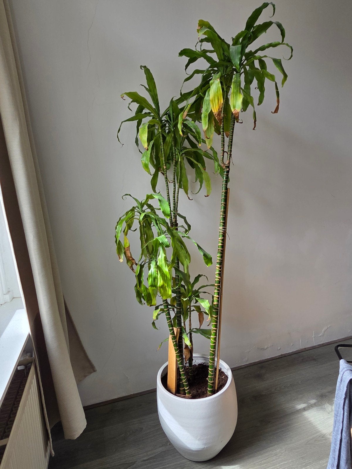 Grote Dracaena plant in witte pot, Ophalen, Overige soorten, Halfschaduw, In pot