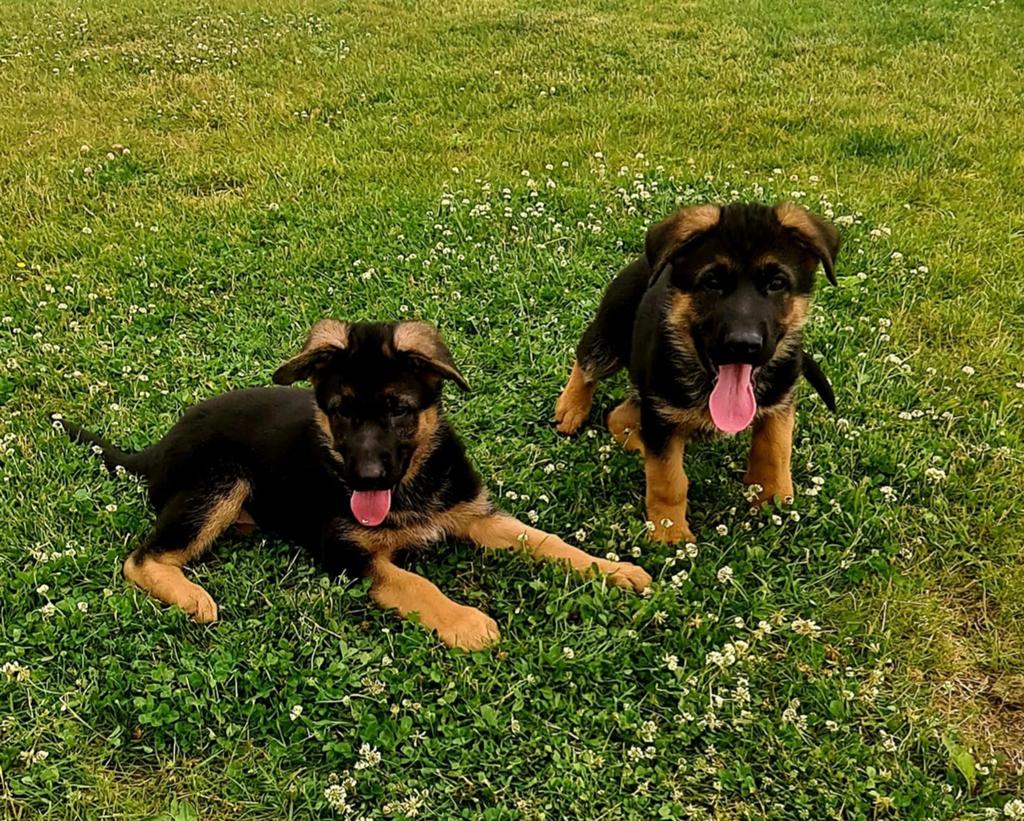 Duitse herder dekreu (niet te koop), Reu, Eén hond, 3 tot 5 jaar, Herder