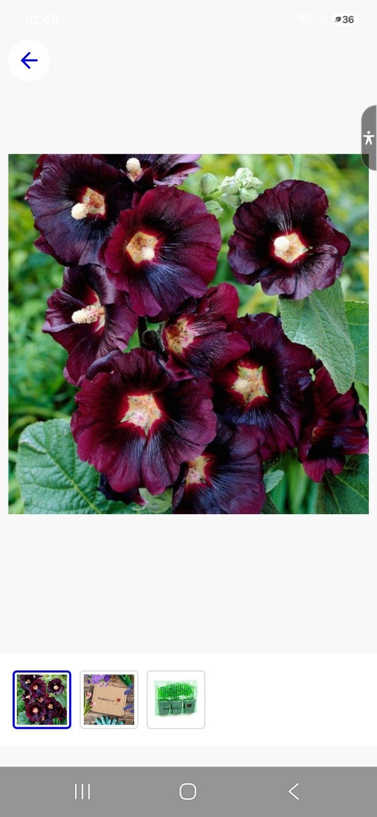 Zaden van de Zwarte Stokroos (Alcea rosea 'Nigra') per bol, Ophalen of Verzenden