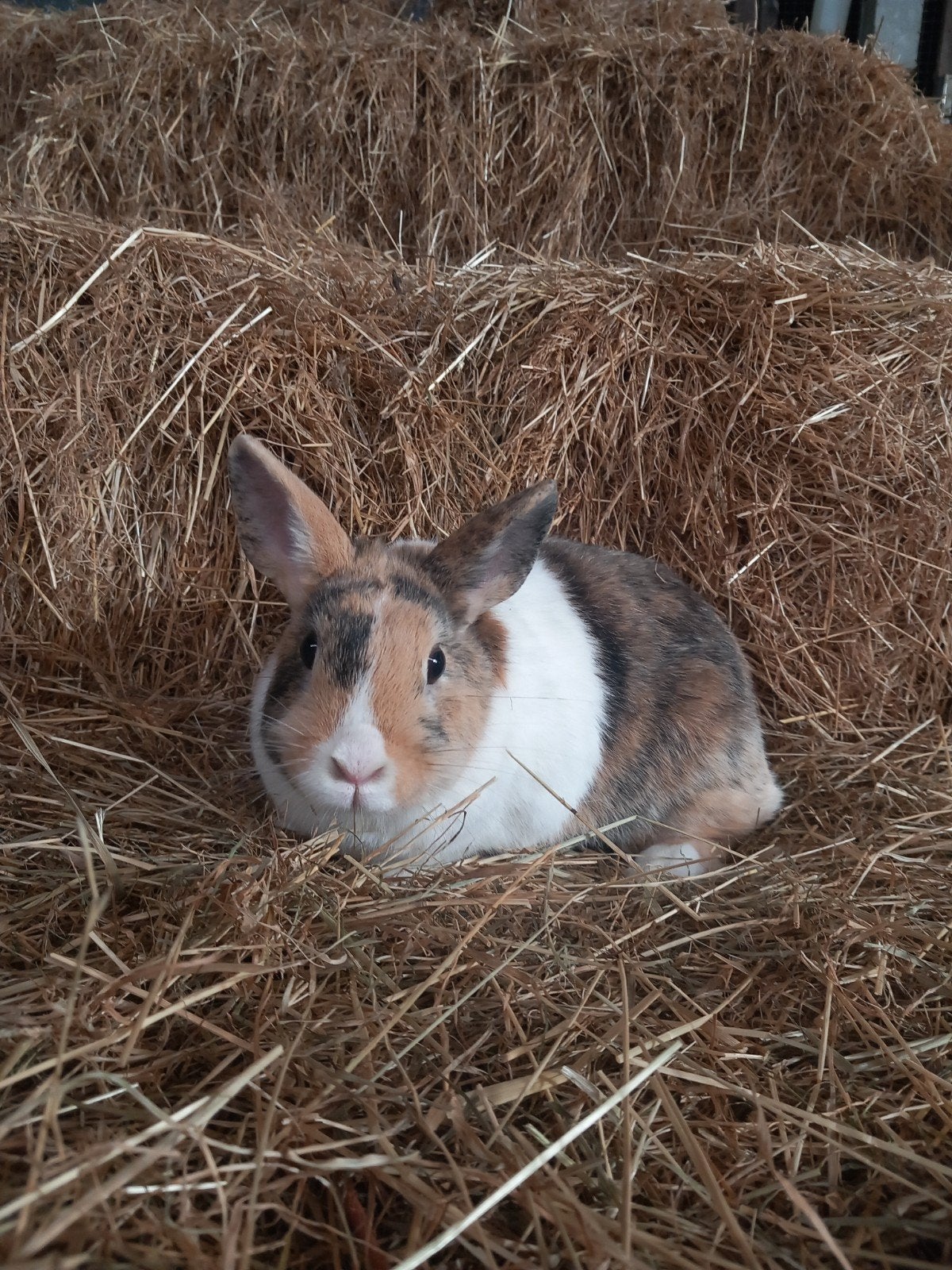 lieve dwergkonijn te koop