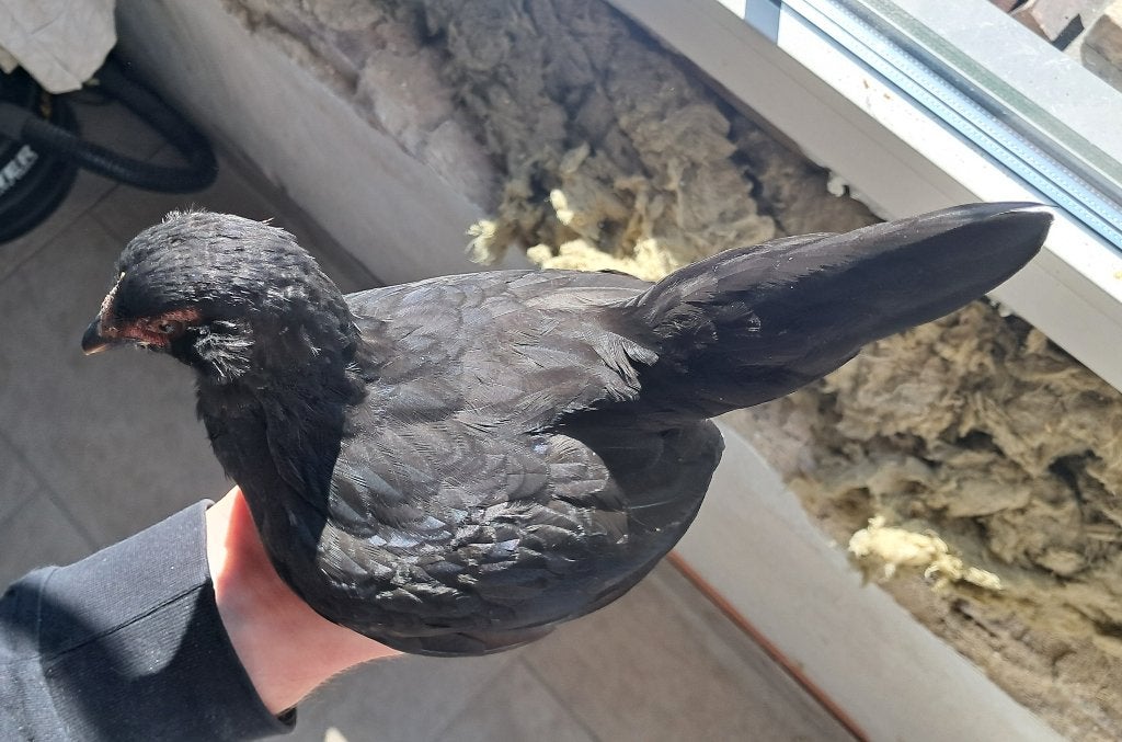 2 zwarte serama hennen, Dieren en Toebehoren, Vrouwelijk, Kip
