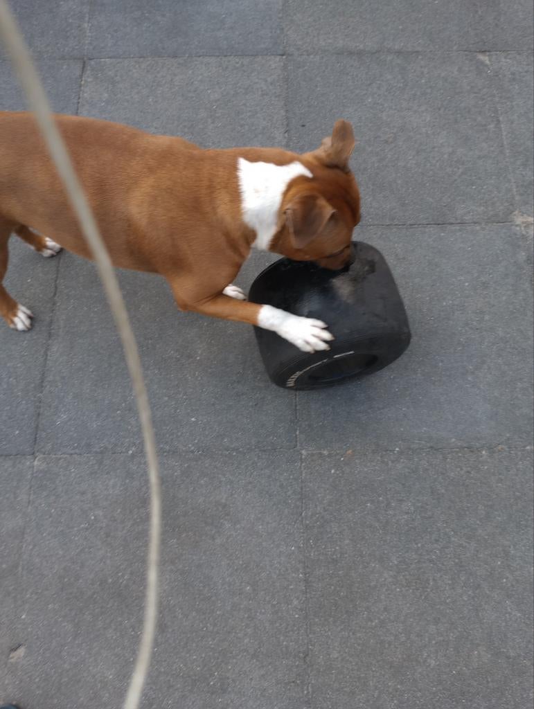 Honden Speelgoed Speeltjes
Kart Banden Bandjes, Dieren en Toebehoren, Hondenspeelgoed, Intelligentiespeelgoed, Ophalen of Verzenden