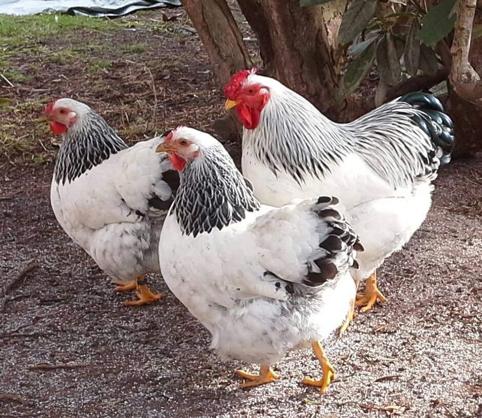 Broedeieren eieren Wyandotte kriel kip Columbia, Dieren en Toebehoren, Pluimvee, Geslacht onbekend, Kip